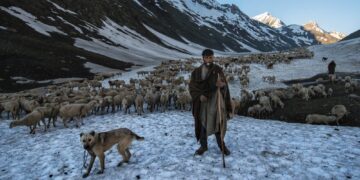 J&K nomads bear brunt of unusual climate