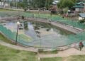 Kulgam Chinar Spring withers, locals plead revival