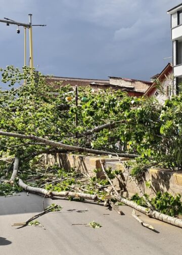 Man dies, wife critical after tree falls in Anantnag