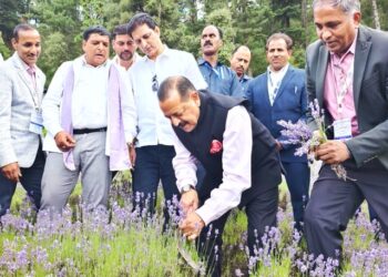 Bhaderwah’s Lavender goes global