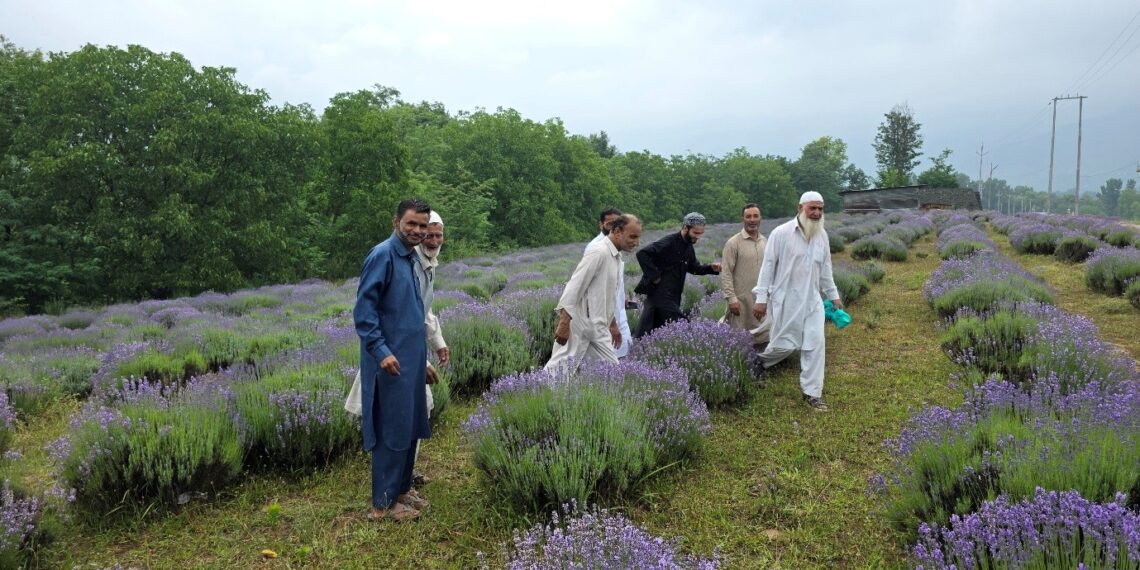 Lavender farming gains momentum in Valley, Sirhama farm emerges as learning hub for farmers