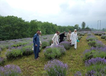 Lavender farming gains momentum in Valley, Sirhama farm emerges as learning hub for farmers