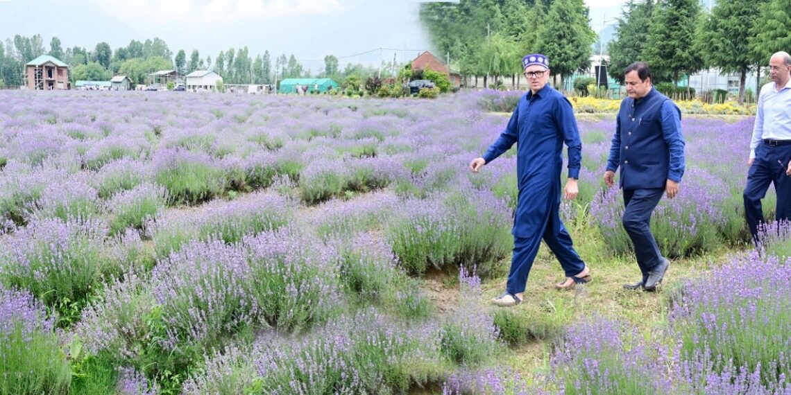 Lavender cultivation addition of new chapter in J&K’s prosperity: Omar