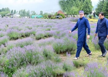 Lavender cultivation addition of new chapter in J&K’s prosperity: Omar