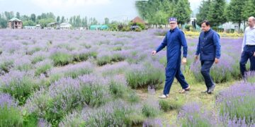 Lavender cultivation addition of new chapter in J&K’s prosperity: Omar