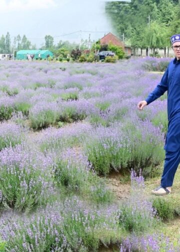 Lavender cultivation addition of new chapter in J&K’s prosperity: Omar