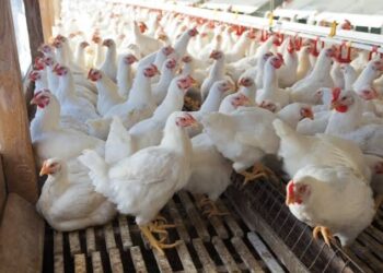 RKD disease wreaks havoc across poultry farms in Kashmir