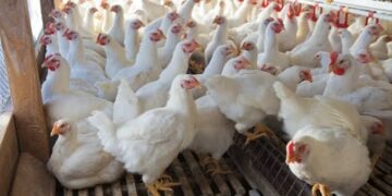 RKD disease wreaks havoc across poultry farms in Kashmir