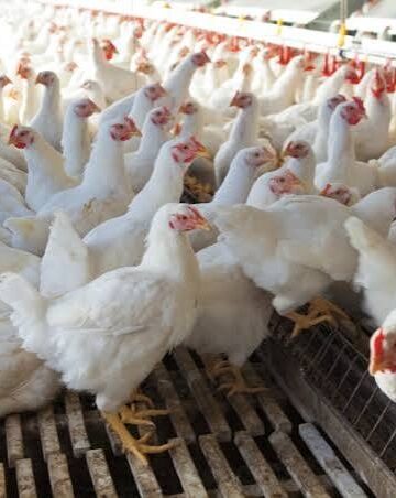 RKD disease wreaks havoc across poultry farms in Kashmir