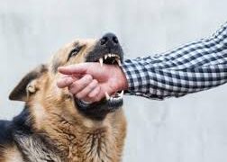 ‘Rabies 100% fatal once symptoms appear but completely preventable’