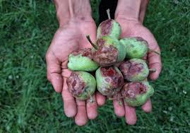 Repeated hailstorms, erratic weather have crushed harvest hopes, say orchardists