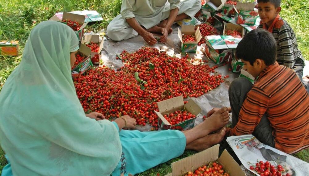 Imported cherry varieties fetch premium prices in Kashmir