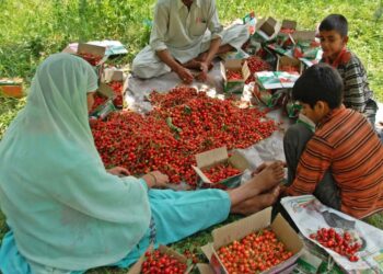 Imported cherry varieties fetch premium prices in Kashmir