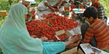 Imported cherry varieties fetch premium prices in Kashmir