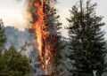 Lightning sparks forest fire in Lal Draman