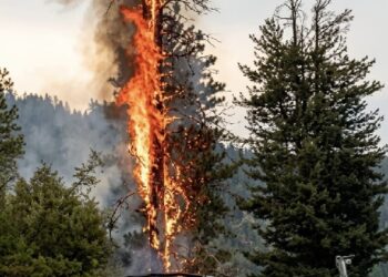 Lightning sparks forest fire in Lal Draman