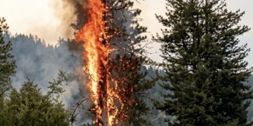 Lightning sparks forest fire in Lal Draman