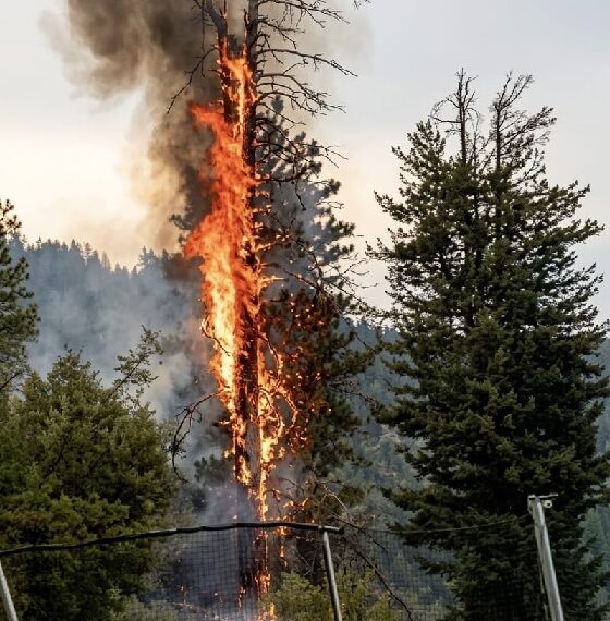 Lightning sparks forest fire in Lal Draman