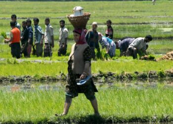 Knee-deep in hope, Kashmir farmers carry forward Thaejkaad tradition