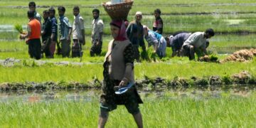 Knee-deep in hope, Kashmir farmers carry forward Thaejkaad tradition