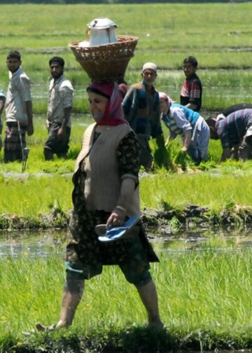 Knee-deep in hope, Kashmir farmers carry forward Thaejkaad tradition