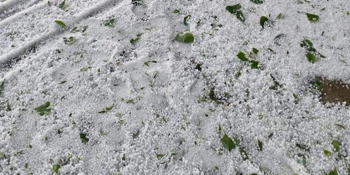Repeated hailstorms ravage orchards, crops; farmers seek relief