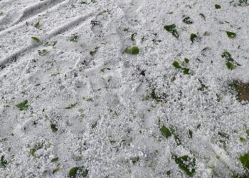 Repeated hailstorms ravage orchards, crops; farmers seek relief