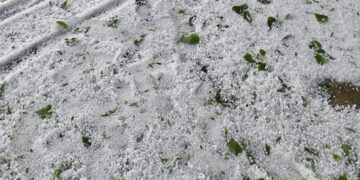 Repeated hailstorms ravage orchards, crops; farmers seek relief