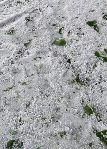 Repeated hailstorms ravage orchards, crops; farmers seek relief