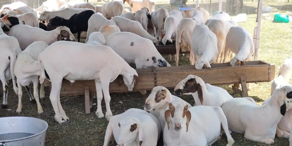 Punjab ‘tax’ row : Mutton dealers suspend livestock imports to J&K