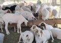  Punjab ‘tax’ row : Mutton dealers suspend livestock imports to J&K