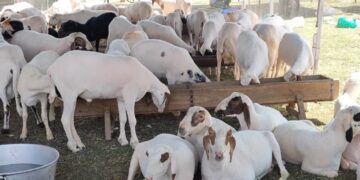  Punjab ‘tax’ row : Mutton dealers suspend livestock imports to J&K