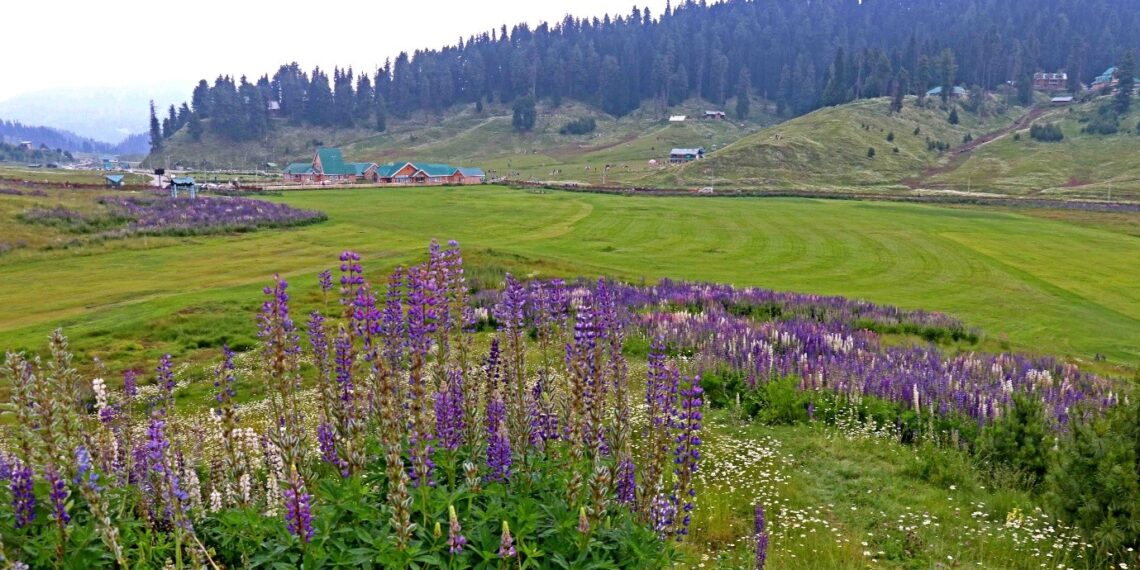 Lupin flowers in full bloom at Gulmarg, drawing tourists to the renowned picturesque ski resort in north Kashmir’s Baramulla district
