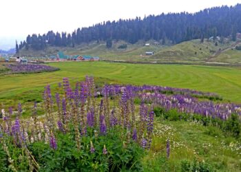 Lupin flowers in full bloom at Gulmarg, drawing tourists to the renowned picturesque ski resort in north Kashmir’s Baramulla district