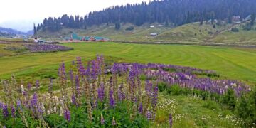 Lupin flowers in full bloom at Gulmarg, drawing tourists to the renowned picturesque ski resort in north Kashmir’s Baramulla district