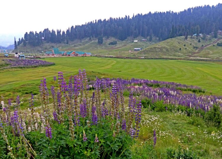 Lupin flowers in full bloom at Gulmarg, drawing tourists to the renowned picturesque ski resort in north Kashmir’s Baramulla district
