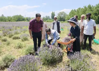 Director IIIM kick-starts season’s lavender harvest at Bonera Farm in Pulwama