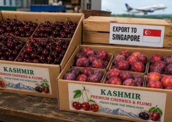 Kashmir’s premium cherries, plums reach Singapore market for first time