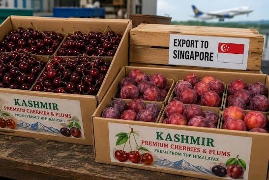 Kashmir’s premium cherries, plums reach Singapore market for first time