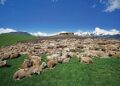Lightning kills over 60 sheep in Poonch