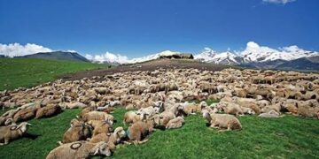 Lightning kills over 60 sheep in Poonch