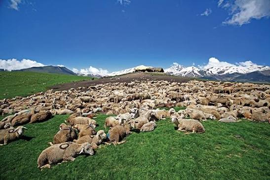 Lightning kills over 60 sheep in Poonch