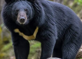 Bear mauls two in Bandipora