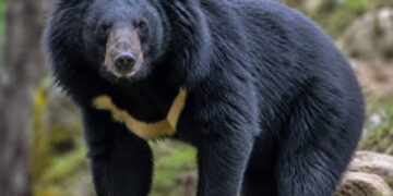 Bear mauls two in Bandipora