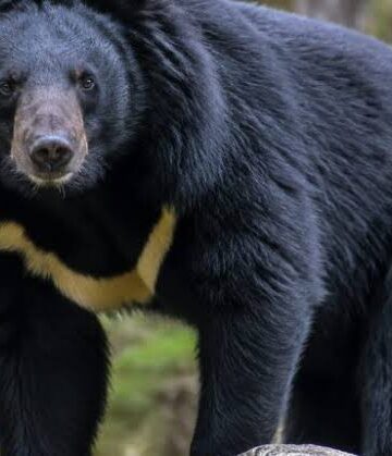 Bear mauls two in Bandipora