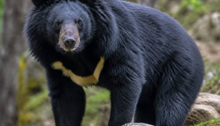 Bear mauls two in Bandipora
