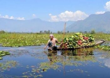 As Wular turns toxic, women harvesters watch generations-old livelihood fade
