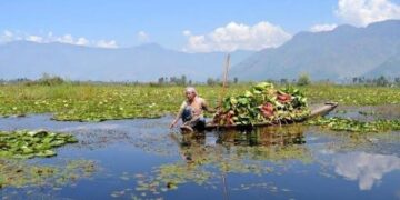 As Wular turns toxic, women harvesters watch generations-old livelihood fade