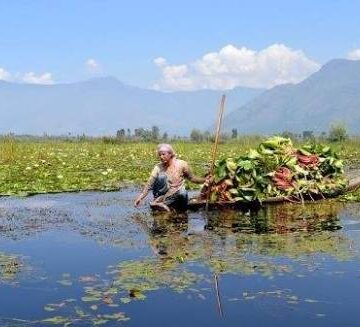 As Wular turns toxic, women harvesters watch generations-old livelihood fade