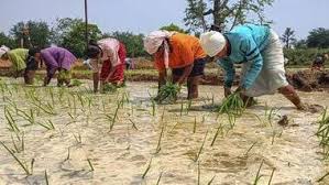 J&K Kharif sowing slightly below normal: GoI